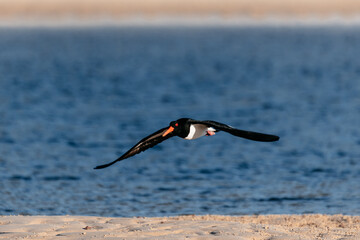 Eurasian oystercatcher (Pied oystercatcher) flying over water on a lake.