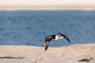 Eurasian oystercatcher (Pied oystercatcher) flying over water on a lake.