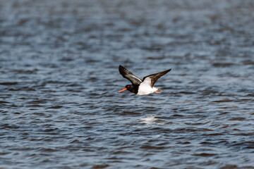 Australian Pied Oystercatcher flying by a lake