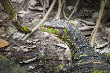 indian monitor lizard or bengal monitor basking in morning sun covered in green duckweed.