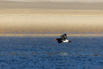 Australian Pied Oystercatcher flying by a lake