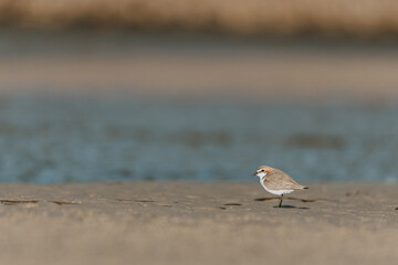 Red-capped Plover bird on the foreshore of a lake