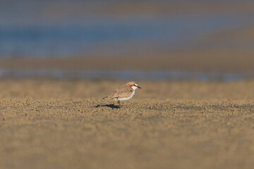 Red-capped Plover bird on the foreshore of a lake