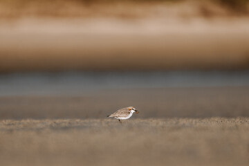 Red-capped Plover bird on the foreshore of a lake