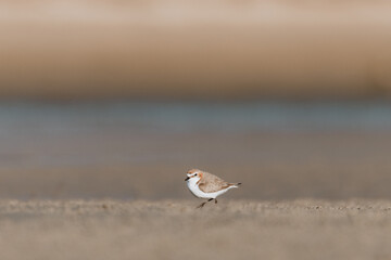 Red-capped Plover bird on the foreshore of a lake