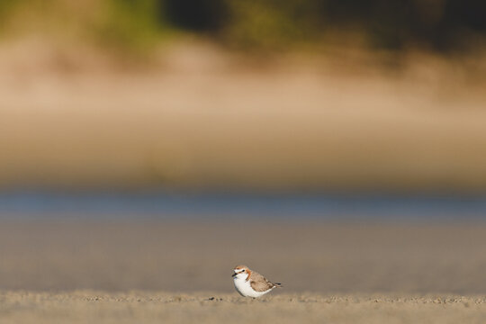 Red-capped Plover Bird On The Foreshore Of A Lake