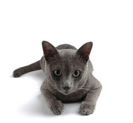portrait gray cat isolated on white background