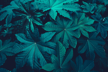 Nature and green leaves and background. Dark nature concept, tropical leaves.