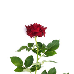 fresh red roses isolated on a white background