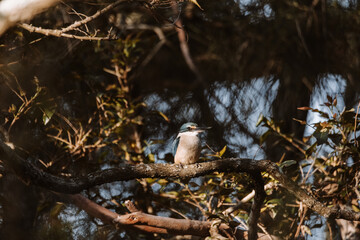 Azure Kingfisher bird perched in a tree