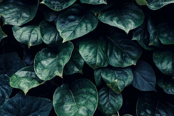 Green leaves background. Green leaves color tone dark