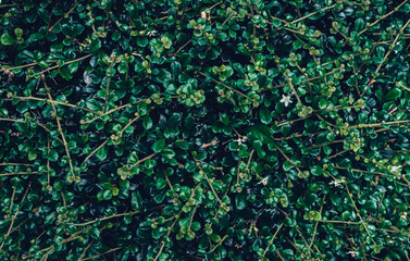 tropical leaves, abstract color on dark green texture, nature background