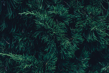 Concept of pine leaves dark green texture abstract tropical leaf nature background
