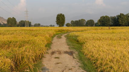 A path passing in the rice fields in a village side of Pakistan