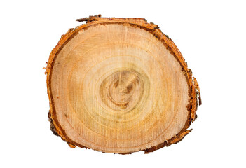 Fototapeta premium Cut a tree branch on a white background.
