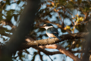 Azure Kingfisher bird perched in a tree