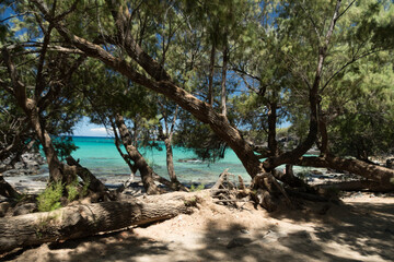 Long tree branches form shades and frame horizon at Puako Beach - 10