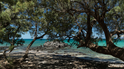 Obraz na płótnie Canvas Long tree branches form shades and frame horizon at Puako Beach - 11