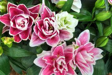 Roselily Oriental Hybrid Lily Flowers in an Asian Garden.