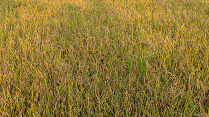 Rice crop ready to harvest in the fields