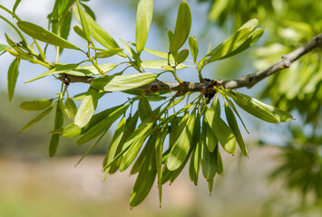 Fototapeta na wymiar Fruits of Narrow-leaved ash tree, Fraxinus angustifolia. Photo taken in Guadarrama Mountains National Park, Madrid, Spain