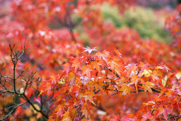 autumn leaves in the forest