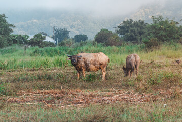 Thai buffalo eat grass in a wide field ,Horned buffalo, In nature at northern thailand.
