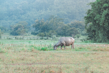 Thai buffalo eat grass in a wide field ,Horned buffalo, In nature at northern thailand.