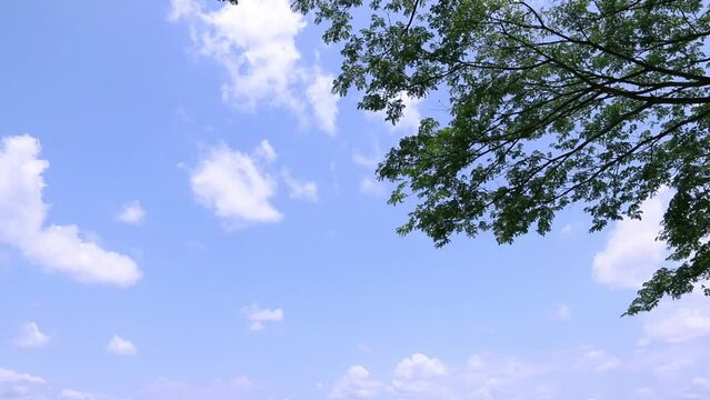 sky scene under tree with sunlight