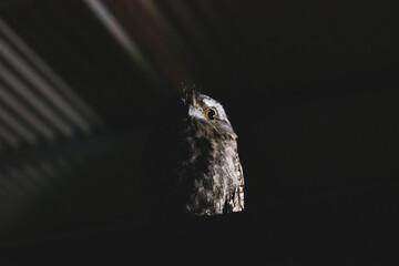Tawny frogmouth owl in shed