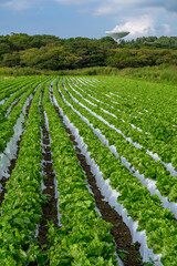 高原野菜と電波望遠鏡