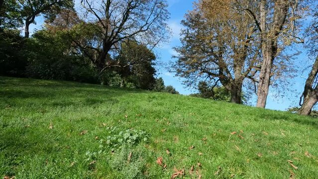 Un papillon blanc s'envole dans un parc en automne, 119,88fps ralenti X4 - 29,97fps