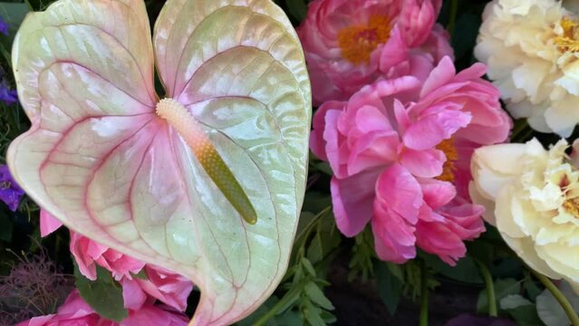 white green-light pink anthurium blooms flowers CARLA and peony Coral Charm at a garden