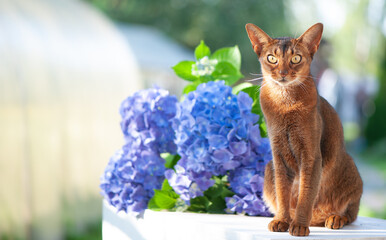 Abyssinian cat, sitting on a terrace with flowers blue hydrangea. High quality advertising stock...