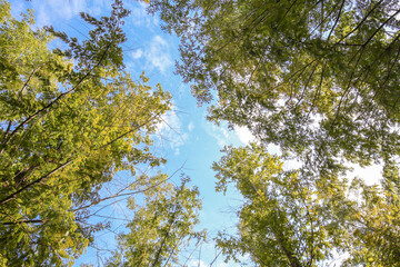 leaves against sky