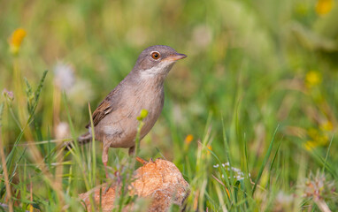 Common Whitethroat (Sylvia communis) is a warbler that lives in scrub and forest areas. it is common in Asia, Europe and Africa.