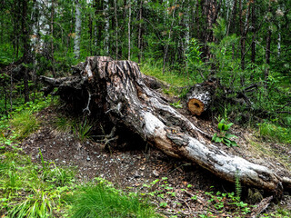 old picturesque stump in a mixed forest
