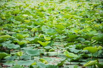 In summer, the lotus flowers in the lotus pond are blooming