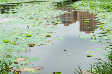 In summer, the lotus flowers in the lotus pond are blooming