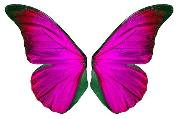 Beautiflul butterfly wing
