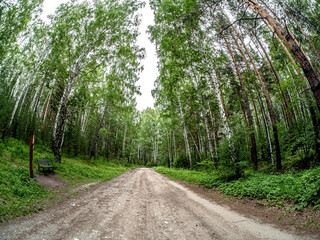 unpaved forest road in a mixed forest