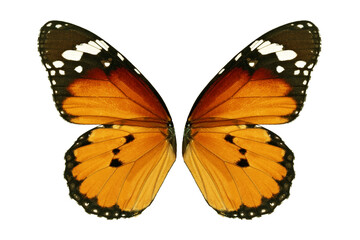 monarch butterfly wing
