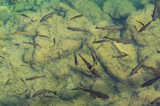 ein Fischschwarm