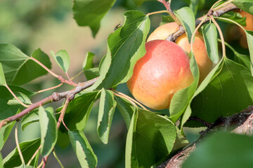 The apricot trees are full of mature apricots
