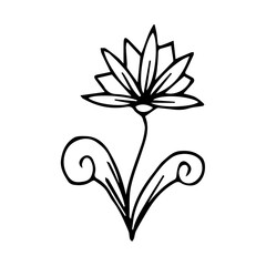 hand drawn botanical flower doodle element for floral design concept
