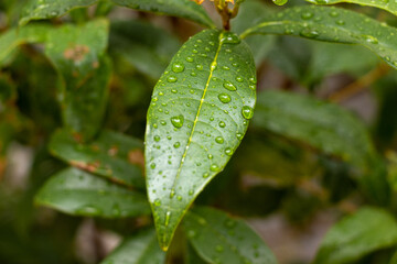 雨に濡れた緑色の葉っぱ