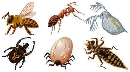 Obraz premium Set of different kinds of insects