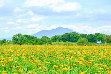 茨城県花と筑波山