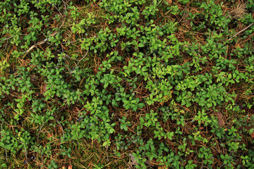 natural green moss, blueberry bushes and pine tree needles