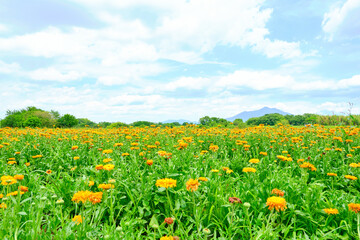 茨城県花と筑波山